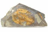 Cambropallas Trilobite With Pos/Neg - Jbel Ougnate, Morocco #235789-4